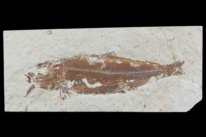 Cretaceous Fossil Fish (Organotegatum) - Lebanon #70264